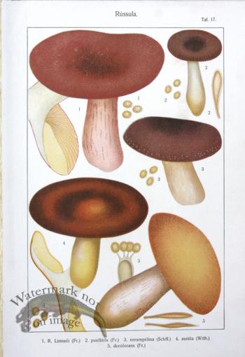 SMS Mushroom 02